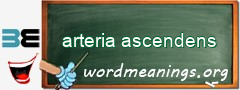 WordMeaning blackboard for arteria ascendens